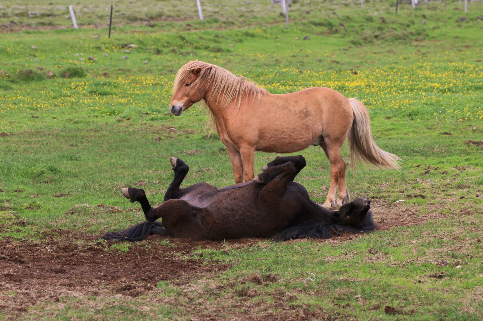 Hestaeigandi sviptur ellefu hrossum