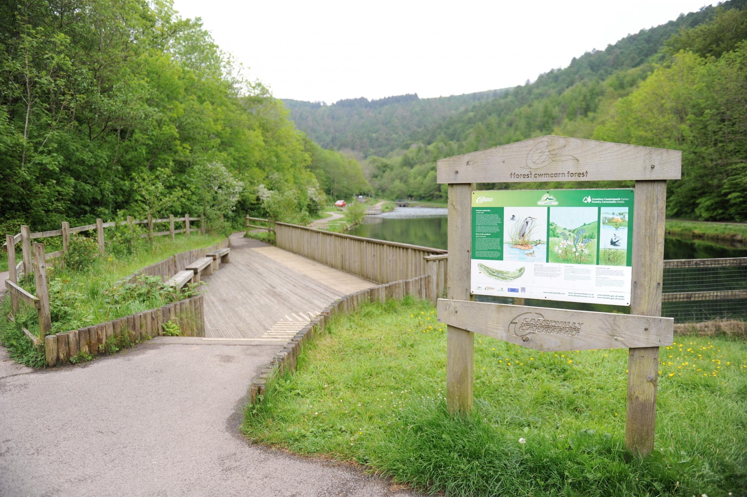 Sex milljón lerkitré feld í Wales