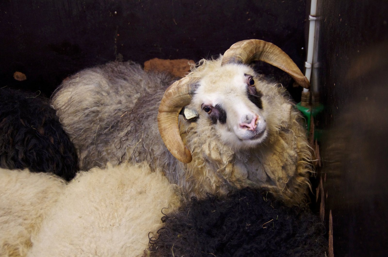 Er stefnt að útrýmingu lítilla og miðlungs fjárbúa í landinu?