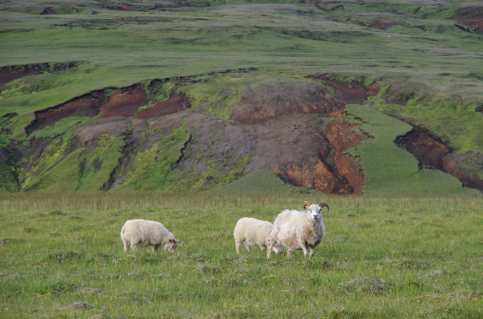 Ástand og eðli lands – val á búgreinum