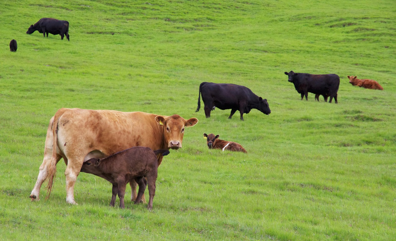 Innflutningur erfðaefnis í holdanautgripi heimilaður