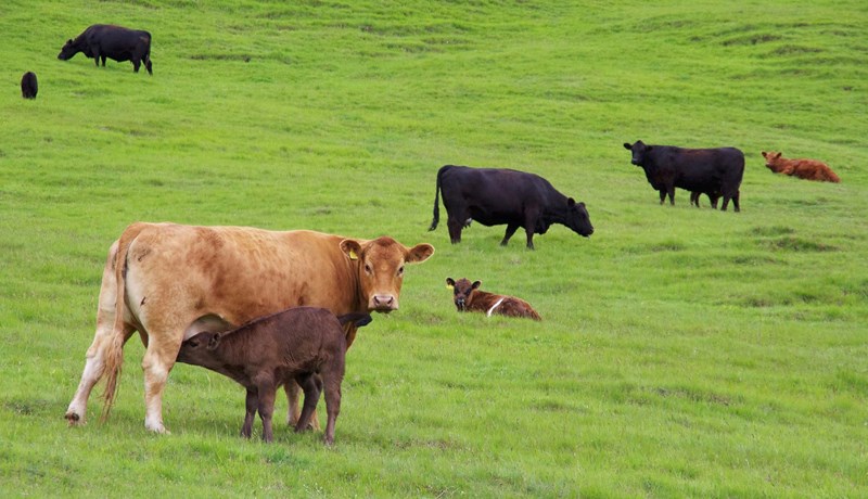 Innflutningur erfðaefnis í holdanautgripi heimilaður
