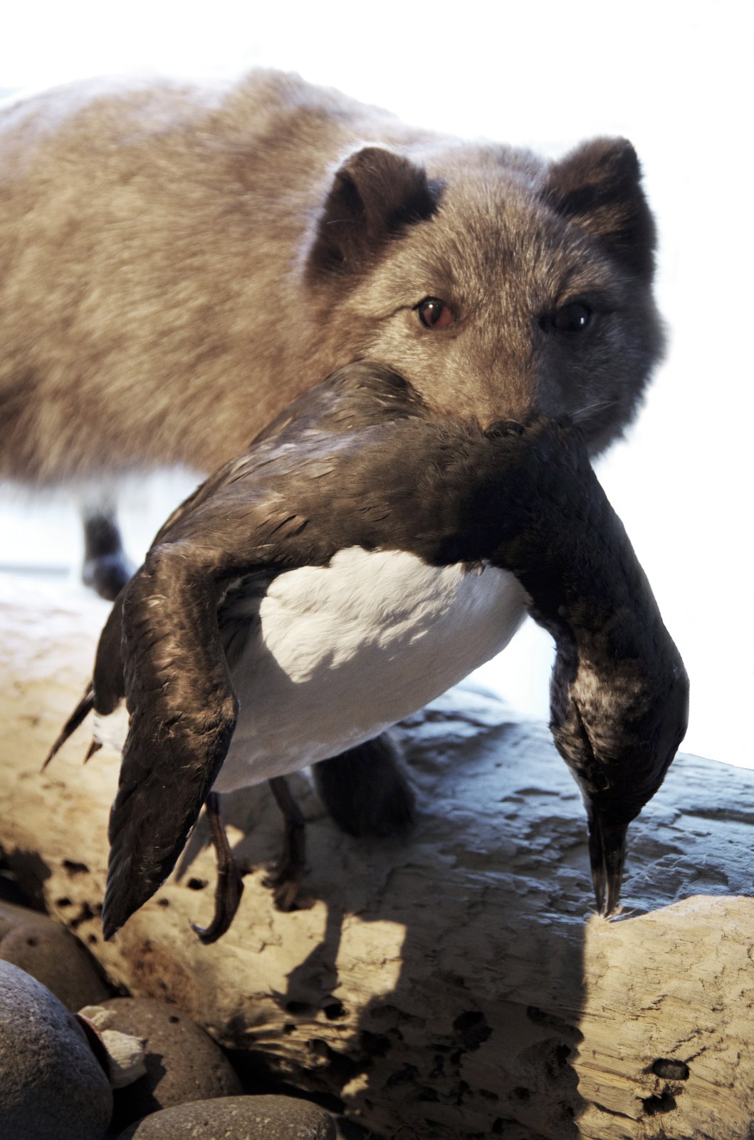 Segir nú að refum fækki en fullyrti í vor að þeim fjölgaði − „vegna vetrarveiða“