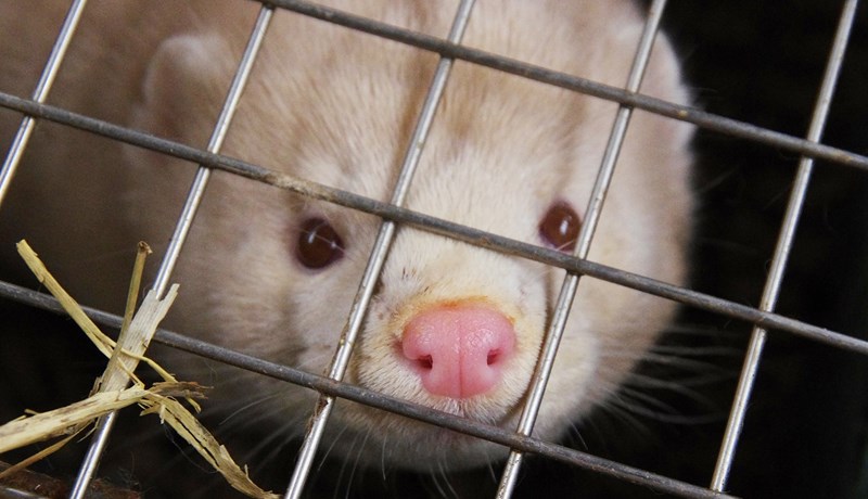 Síðasti minkabóndinn gefst ekki upp