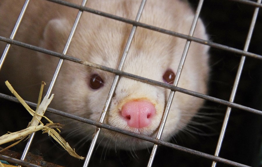 Minkur (l. Mustela vison). Aðeins eitt minkabú er nú starfrækt í landinu, Dalsbú í Helgadal í Mosfellssveit. Þar eru að jafnaði um 2.300 læður settar á. Bóndinn þar segir til skammar að búgreinin sé í þessum sporum.