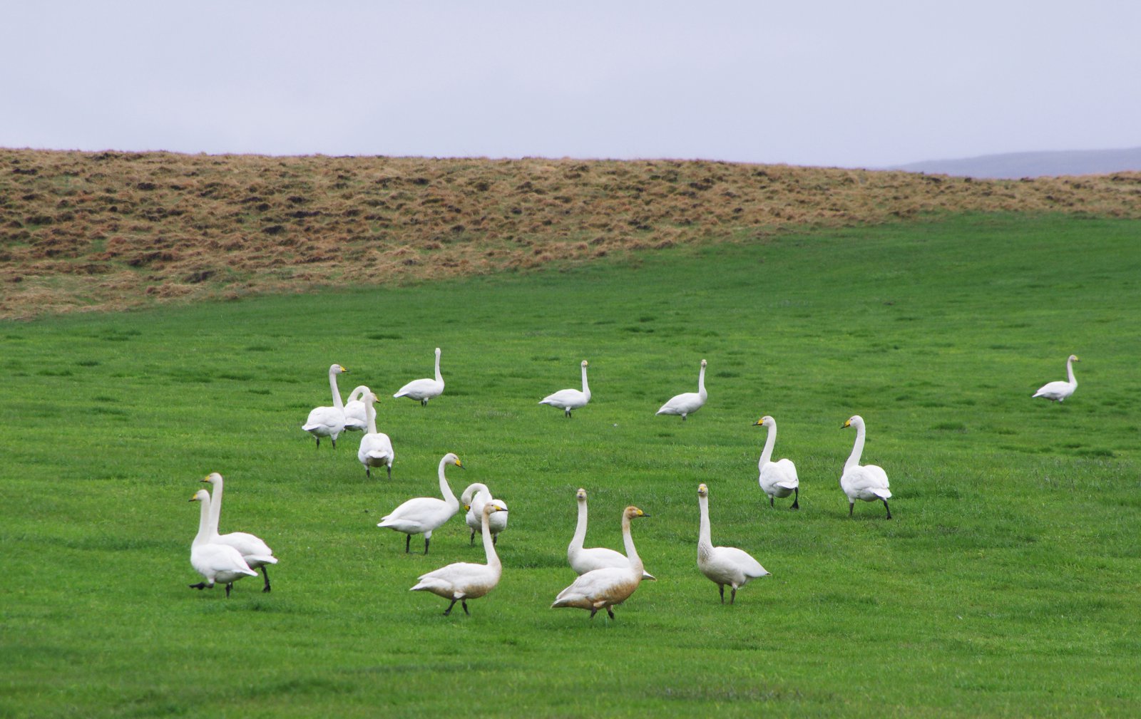 Bændur skrái ágang álfta og gæsa