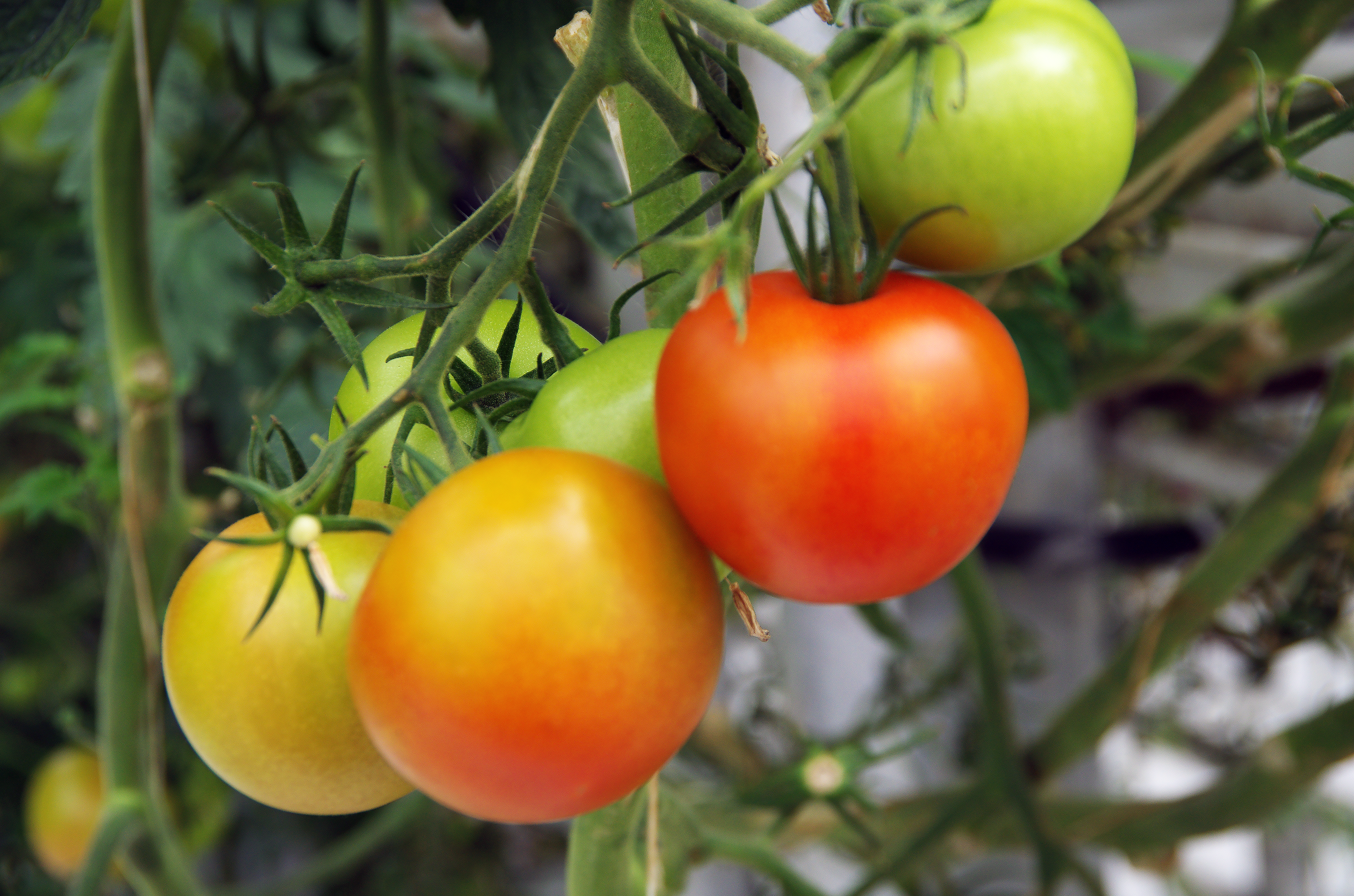 Metframleiðsla var á gúrkum og salati en tómataframleiðslan dregst saman