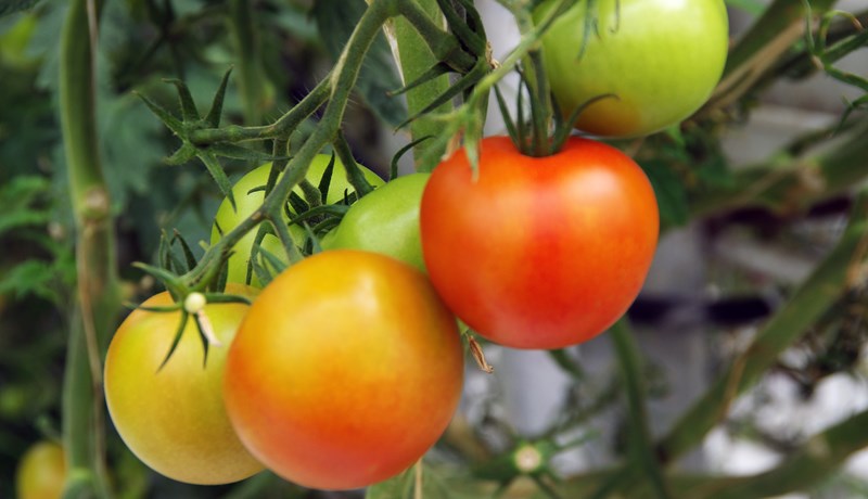 Metframleiðsla var á gúrkum og salati en tómataframleiðslan dregst saman