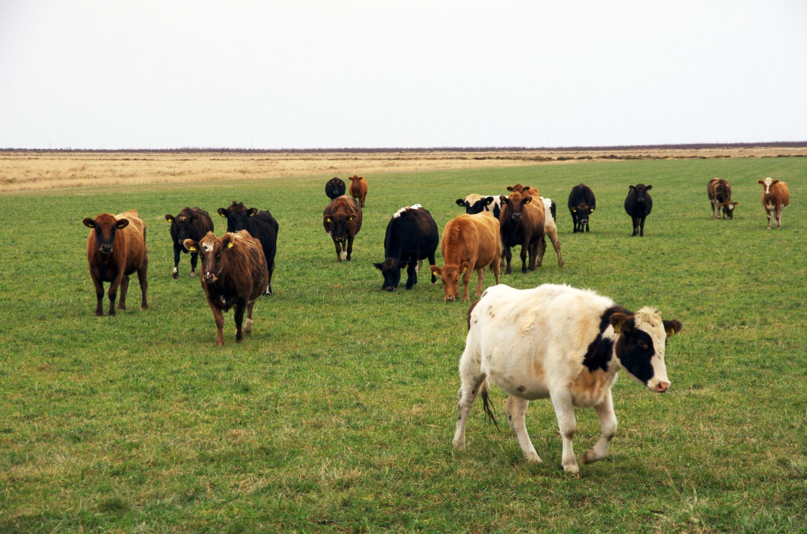 Skýrsluhald skilyrði fyrir greiðslum