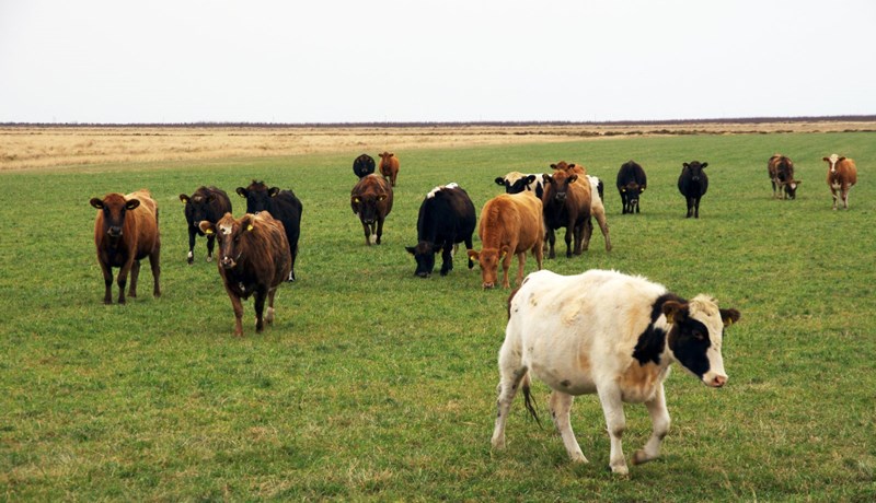 Skýrsluhald skilyrði fyrir greiðslum