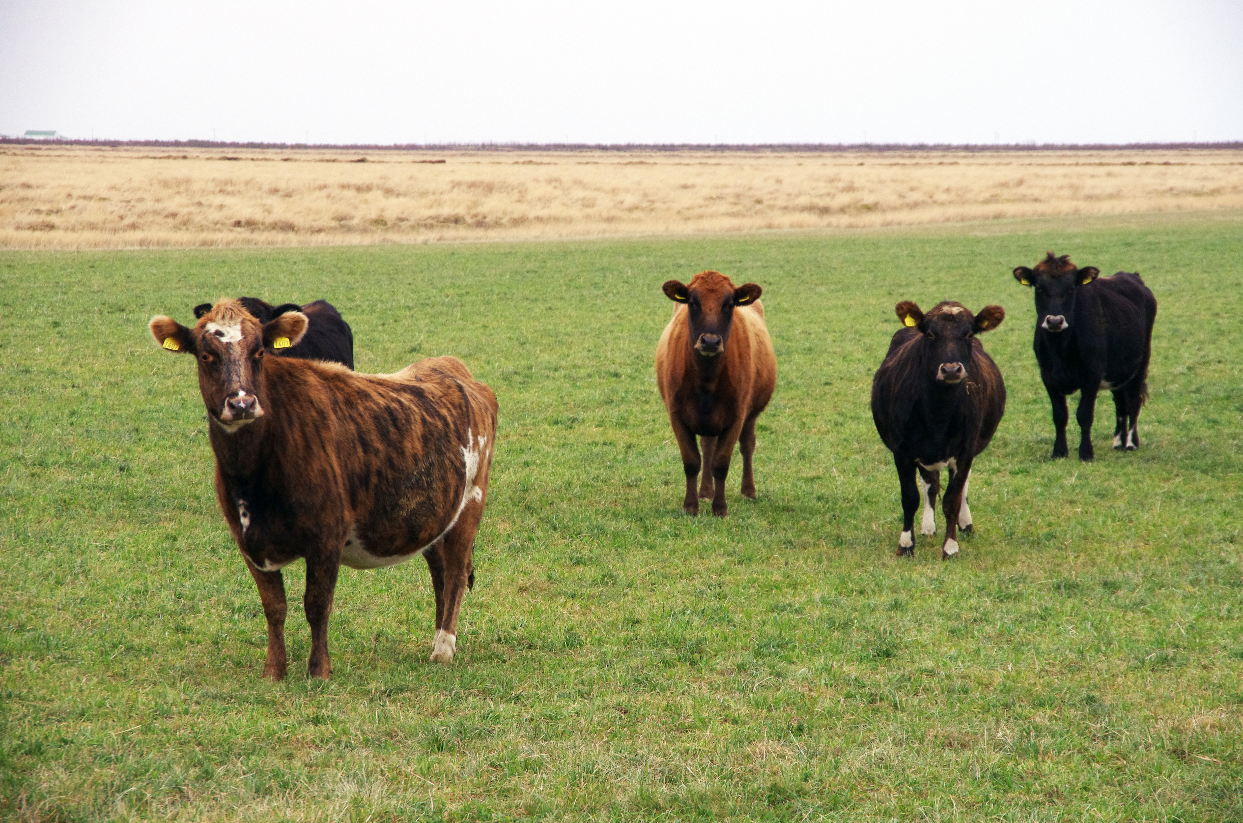Grasrótarspjall í aðdraganda Búnaðarþings