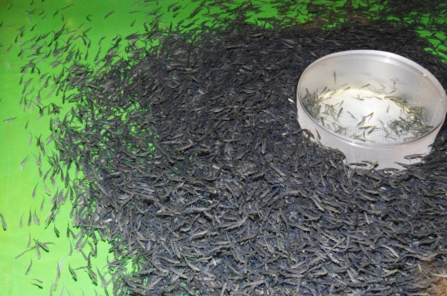 Heimilt að framleiða 350 tonn að bleikju- og borraseiðum