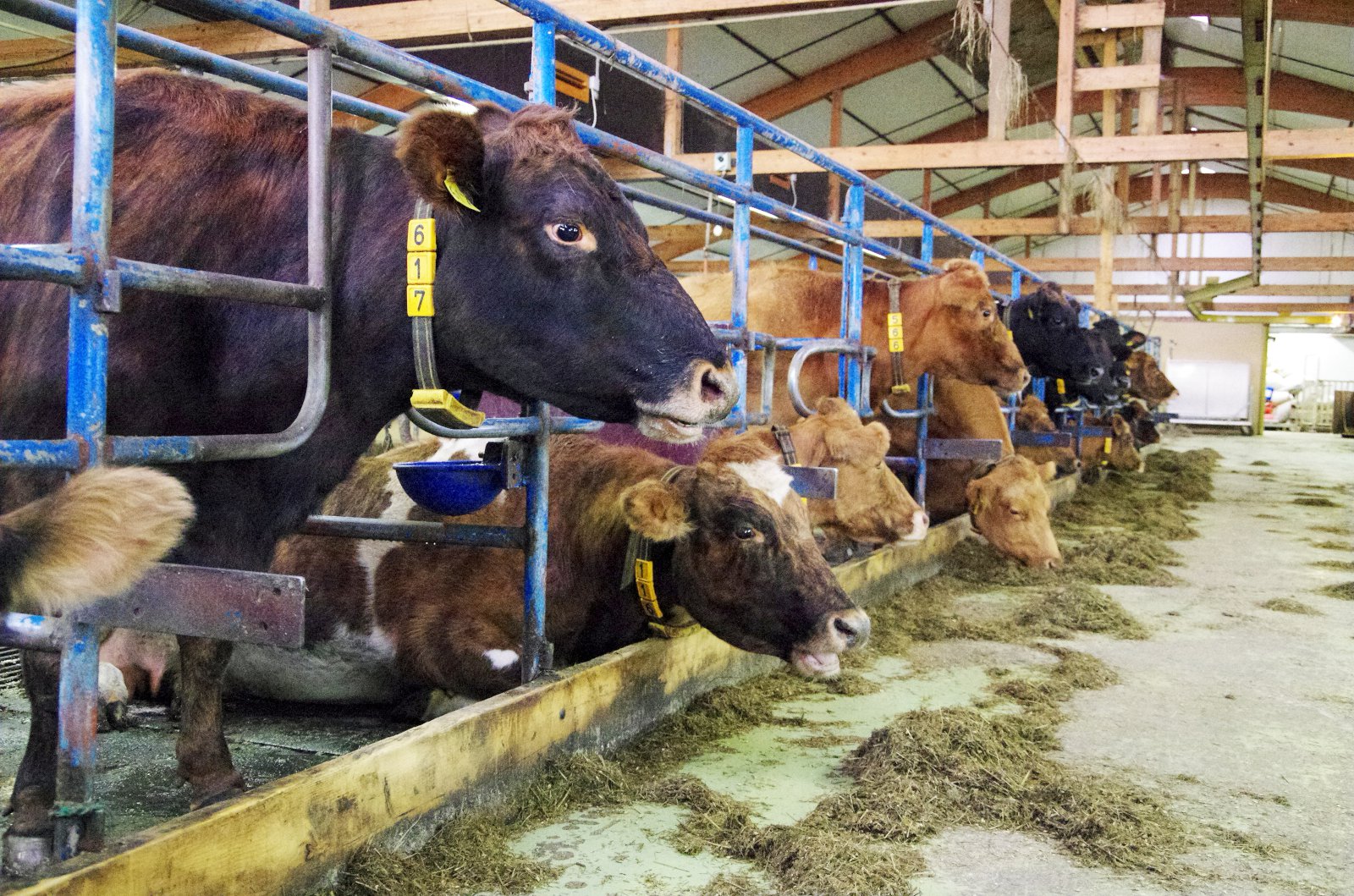 Að brauðfæða jörðina