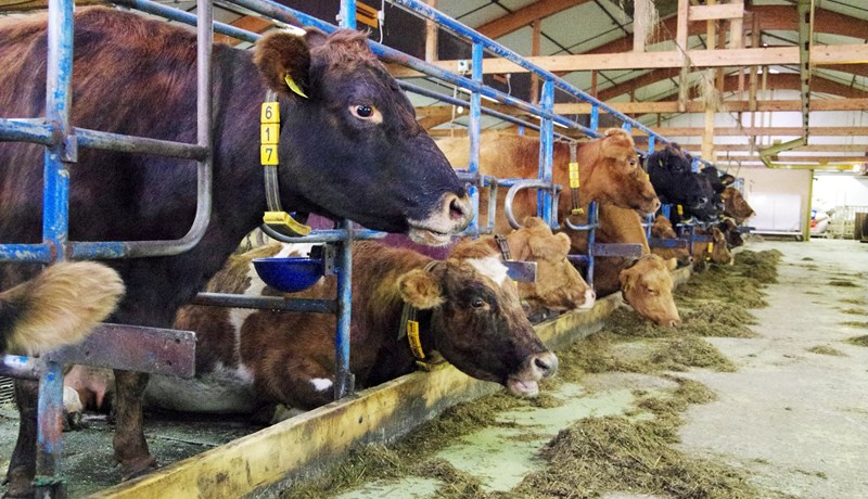 Að brauðfæða jörðina