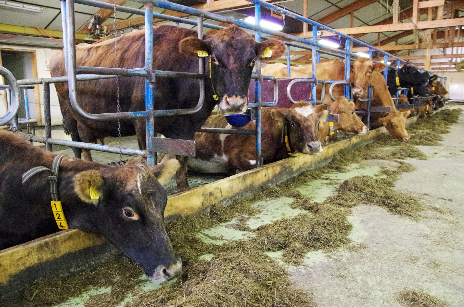 Flugnaplága = sýklaplága