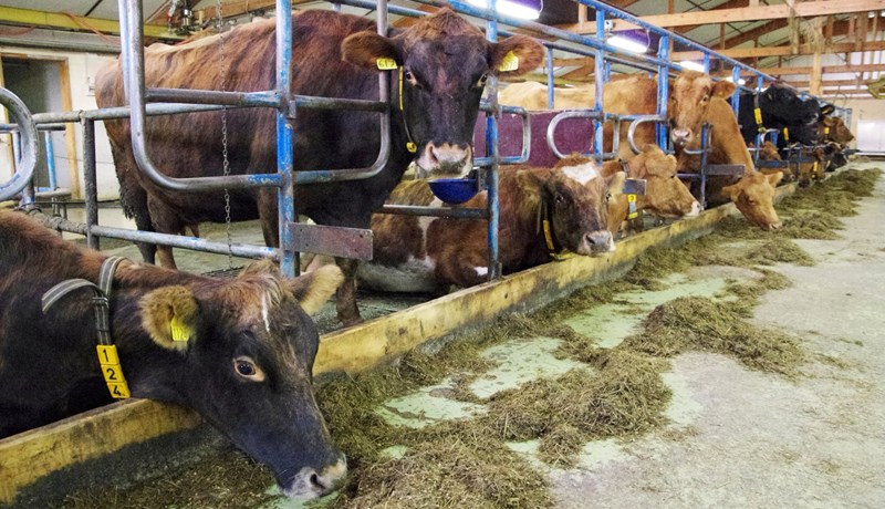 Flugnaplága = sýklaplága