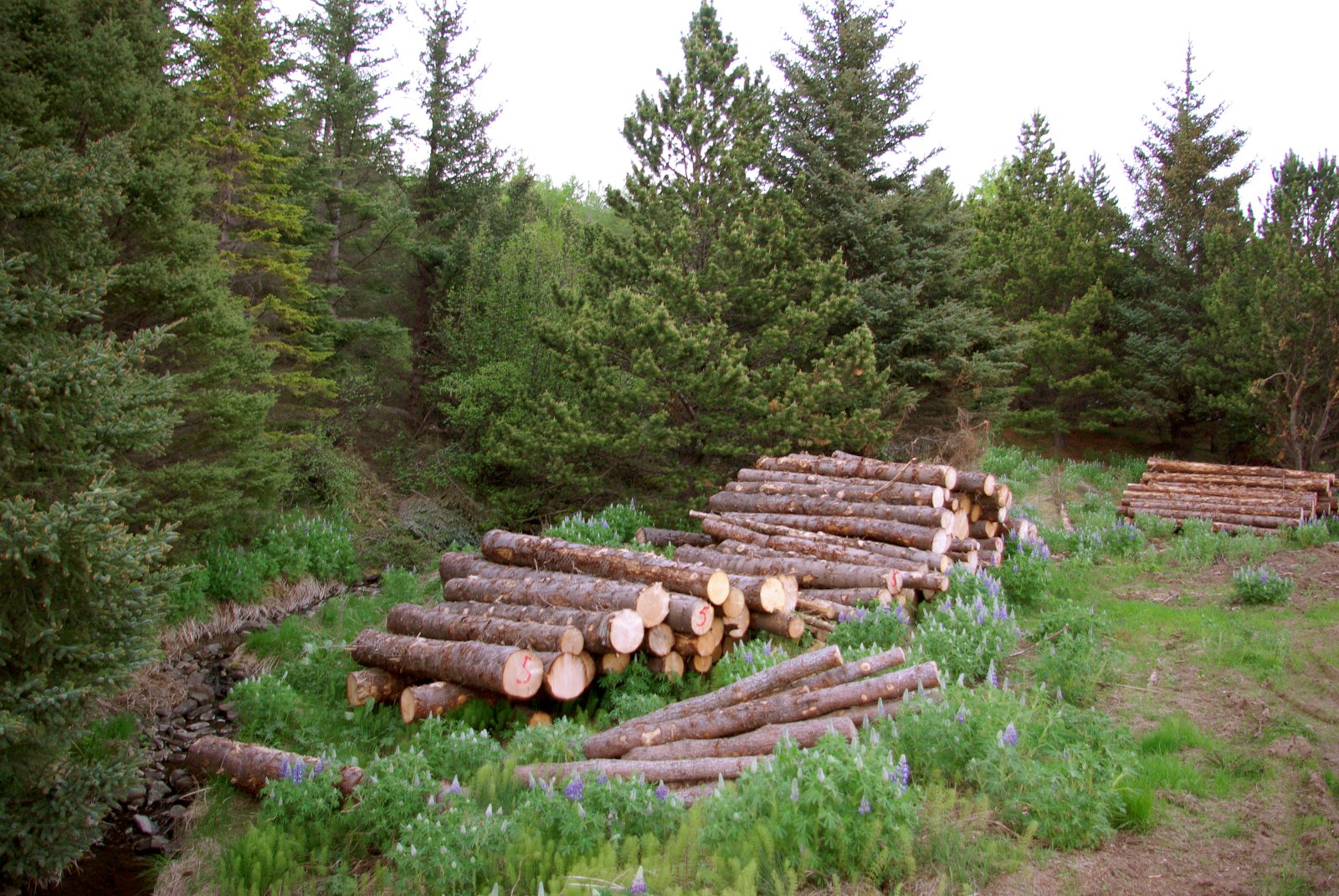 Tæplega 9 milljóna króna styrkir til skógrannsókna