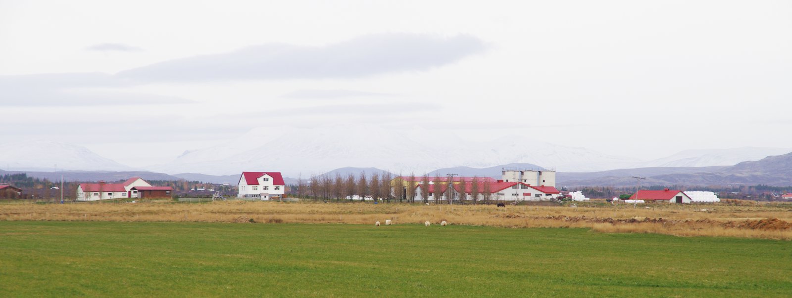 Val á nautum vegna innflutnings á fóstur­vísum úr Angus-holdagripum frá Noregi