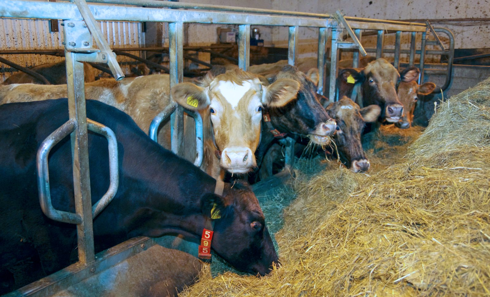 Sjö óskuðu eftir innlausn