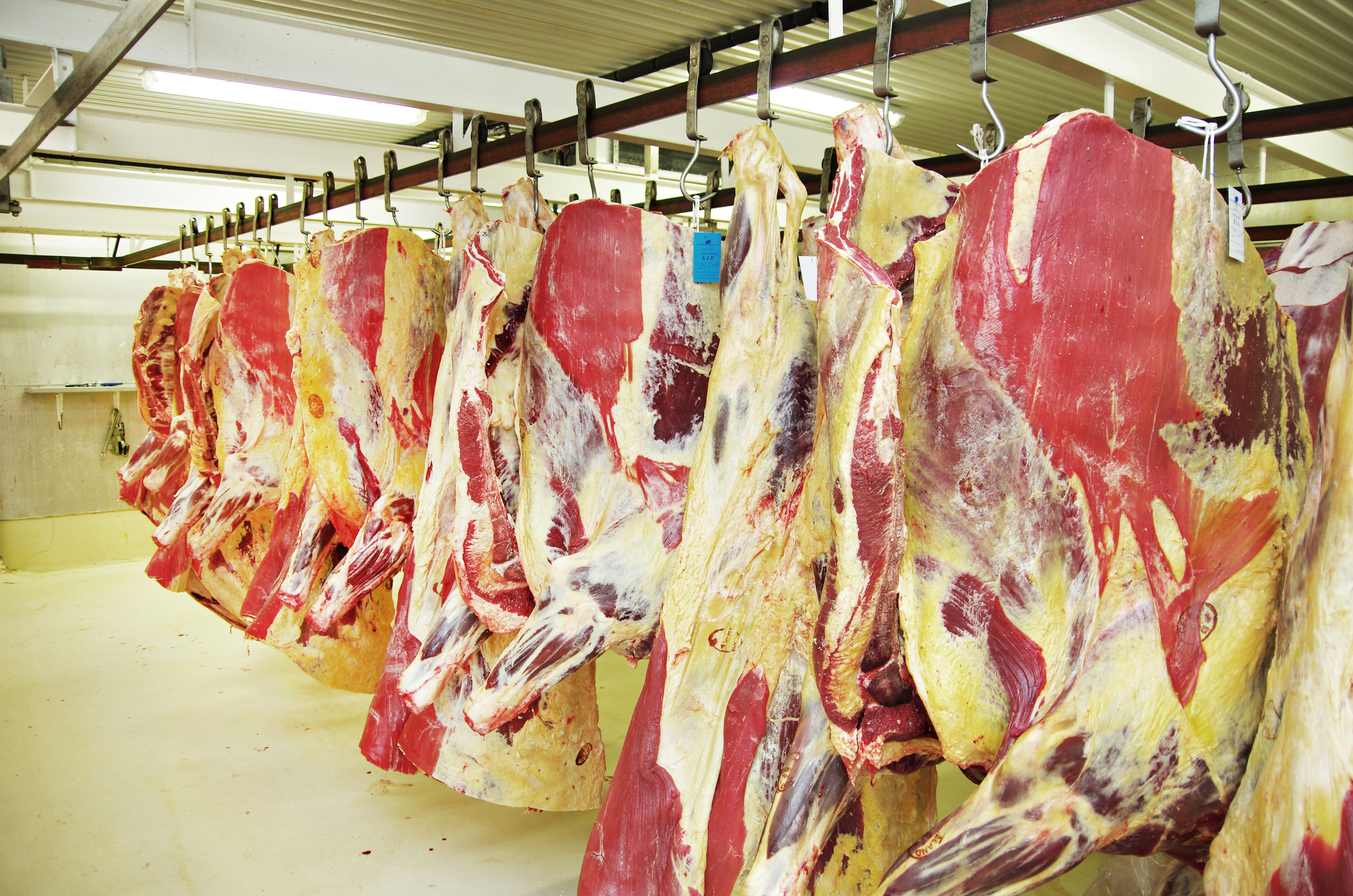 Forstjóri SS telur að heimila verði innflutning