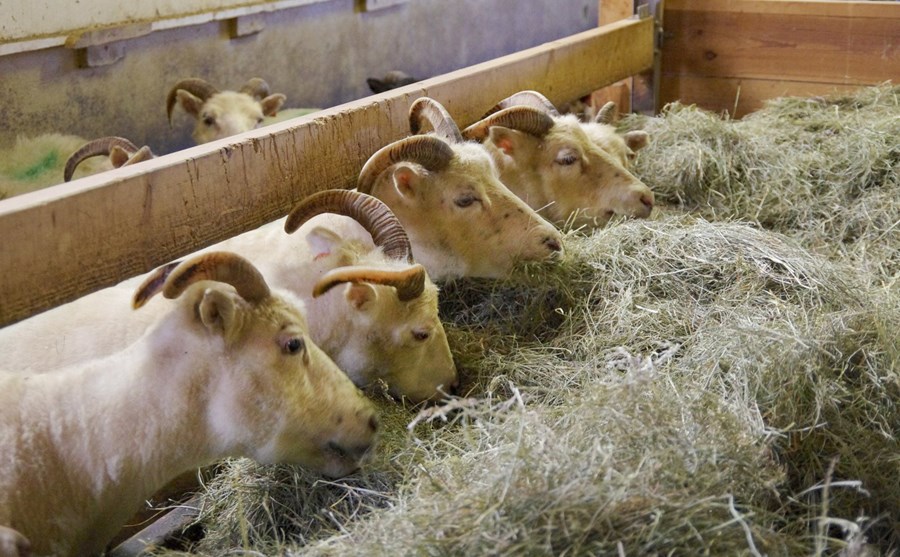 Bakkakotskindur í vænni töðu.