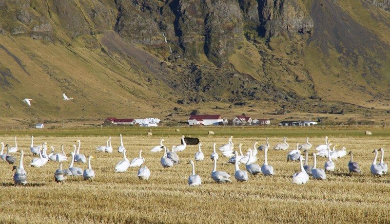 Ráðstefna um tjón af völdum álfta og gæsa - upptökur