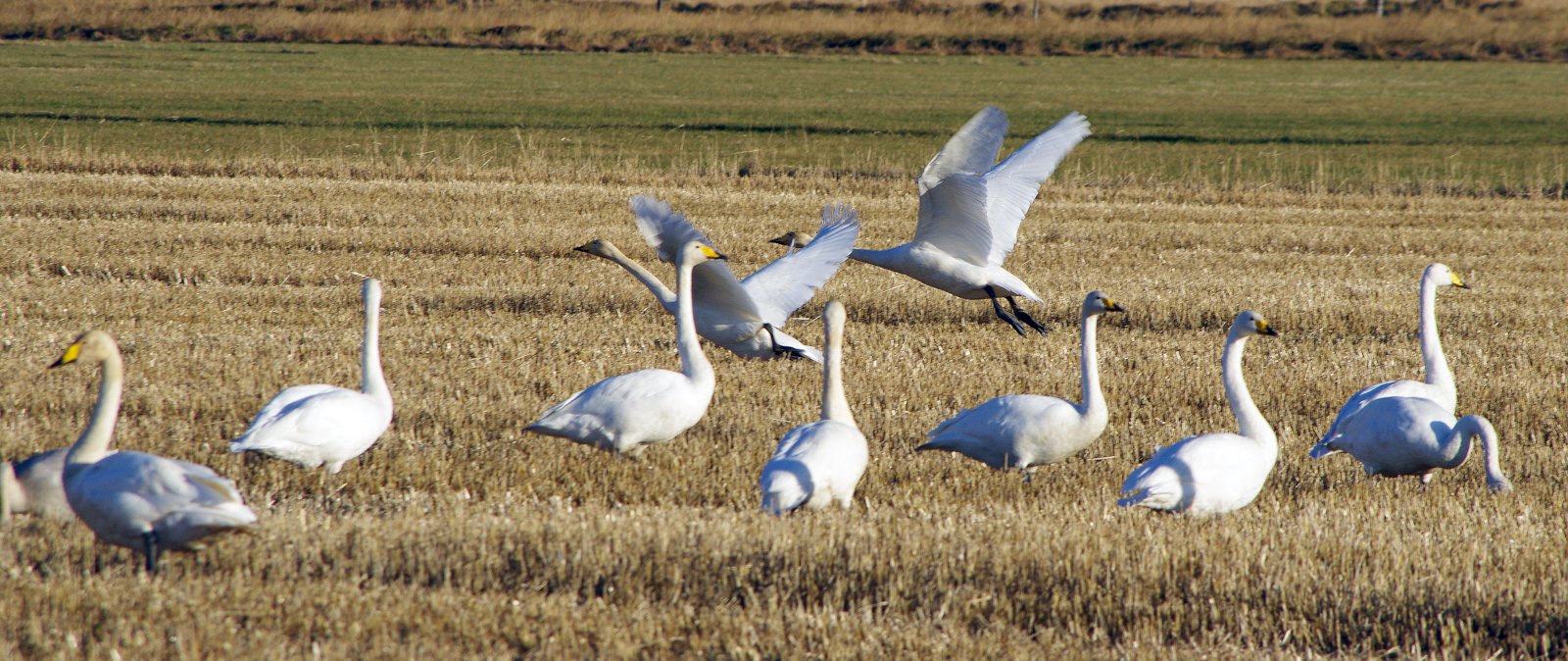 Ekkert bólar á tillögum til úrlausnar á vandanum varðandi ágang fugla í ræktarlöndum