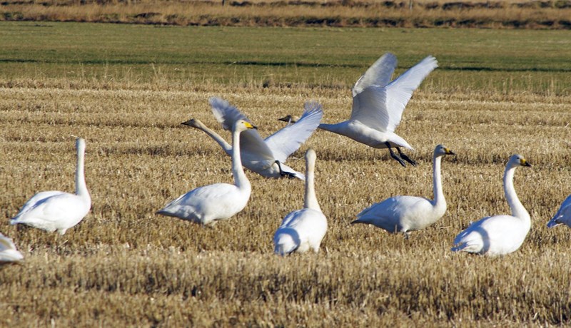 Færri tilkynningar um tjón af völdum fugla
