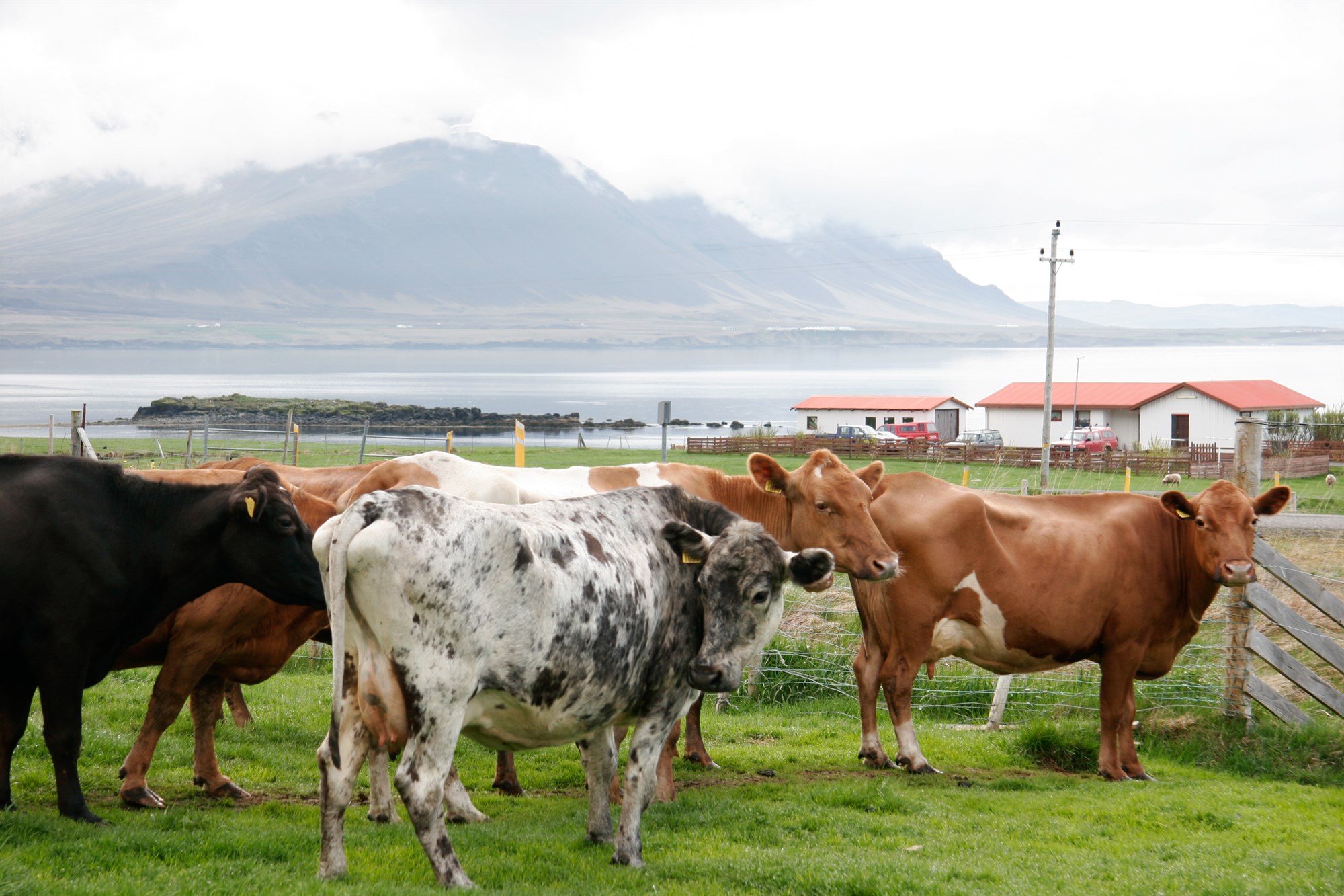Tap nam 18,9 krónum á hvern framleiddan mjólkurlítra