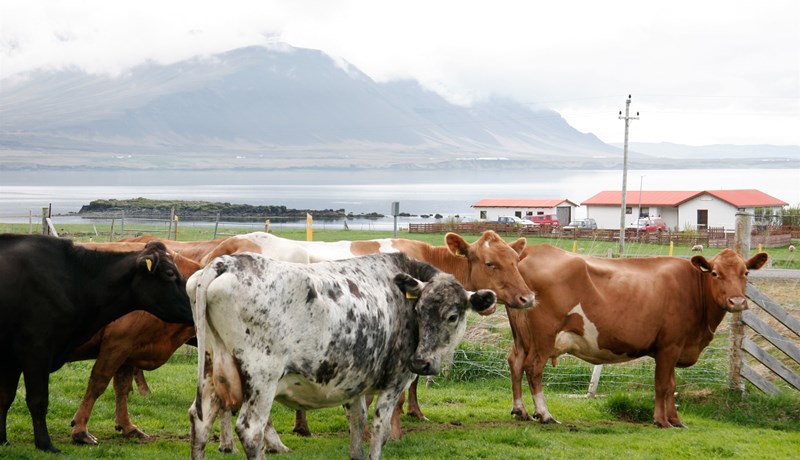 Tap nam 18,9 krónum á hvern framleiddan mjólkurlítra