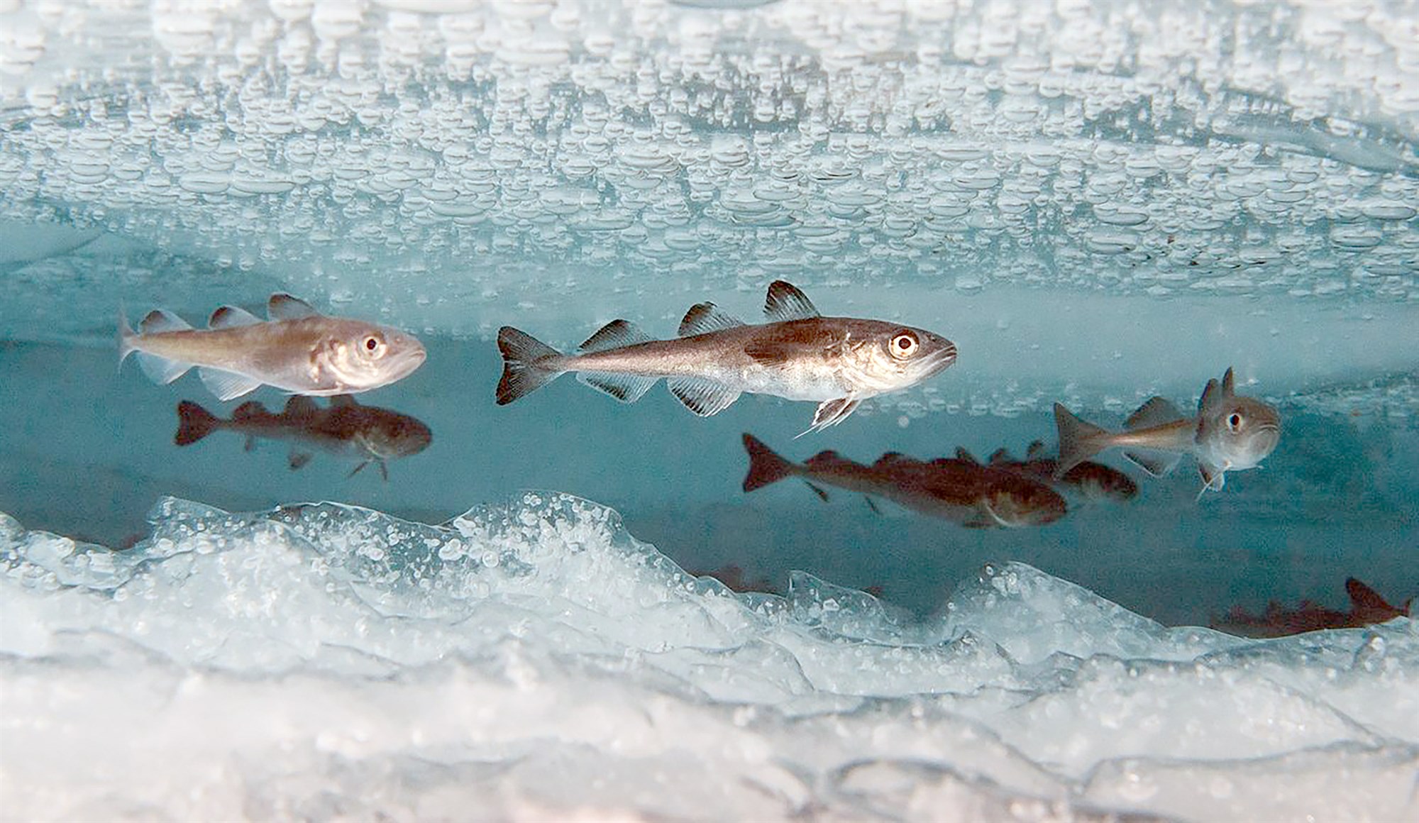 Fiskur með frostlög í blóðinu