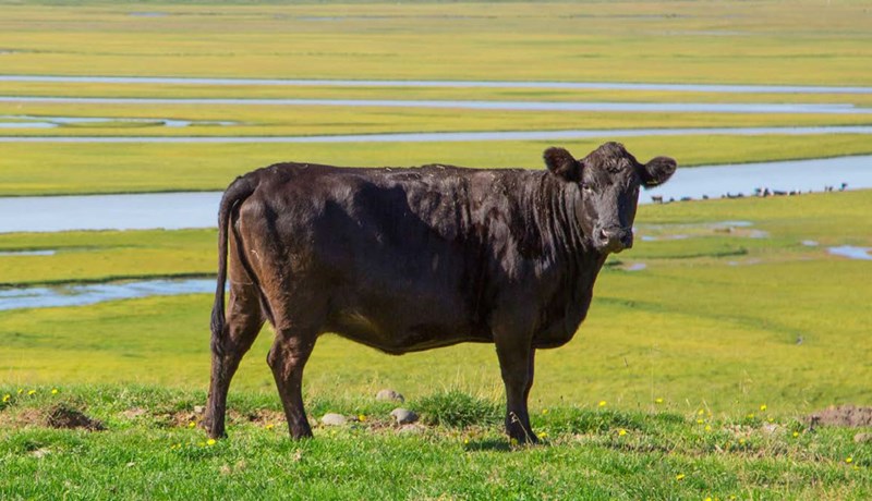 Leiðbeiningar um hvernig hámarka megi gæði nautakjöts