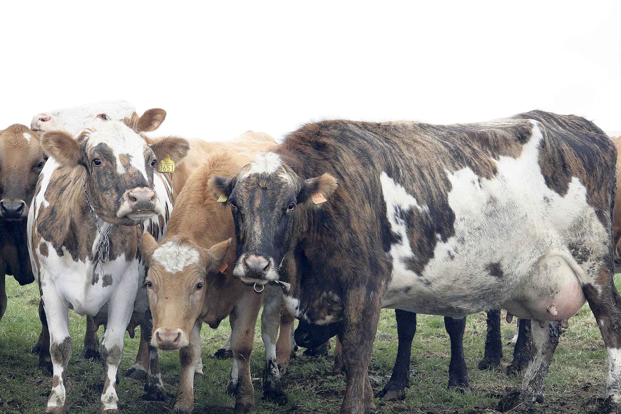 Mikilvægi erfðaauðlinda