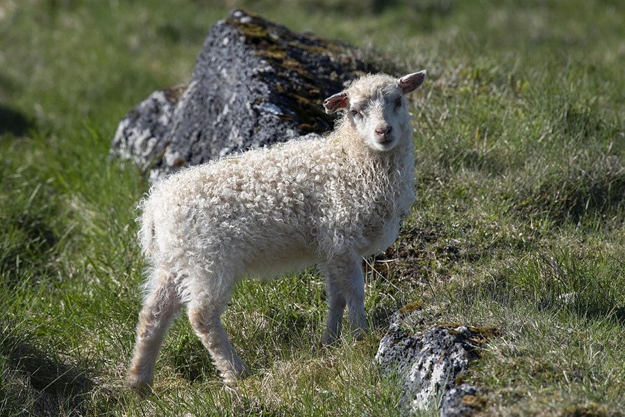 Á þessu ári er búist við að umsvif í riðuarfgerðargreiningum haldi áfram að aukast þar sem hrútum fjölgar sem eru arfblendnir og enn er hlutfall arfhreinna hrúta tiltölulega lágt. 