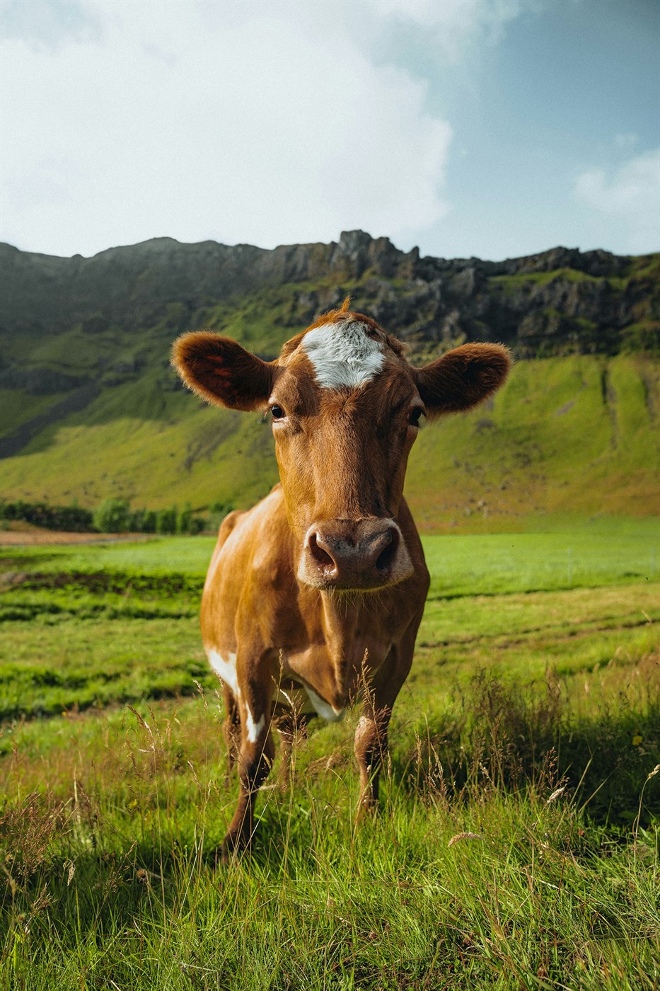 Tækifæri í auknu fæðuöryggi