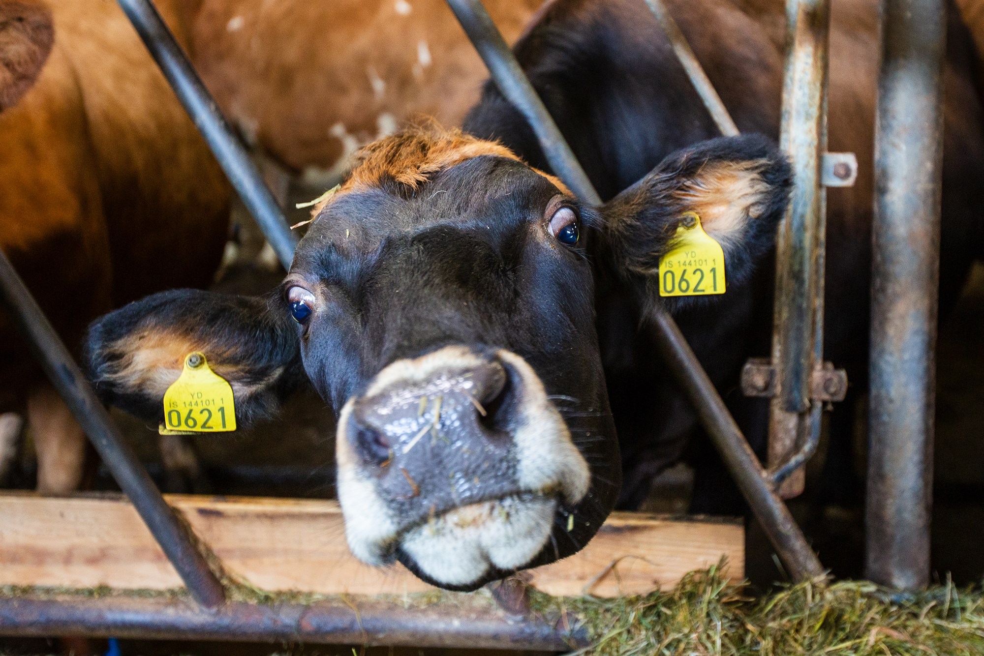 Frávísunartillaga á veruleikann?