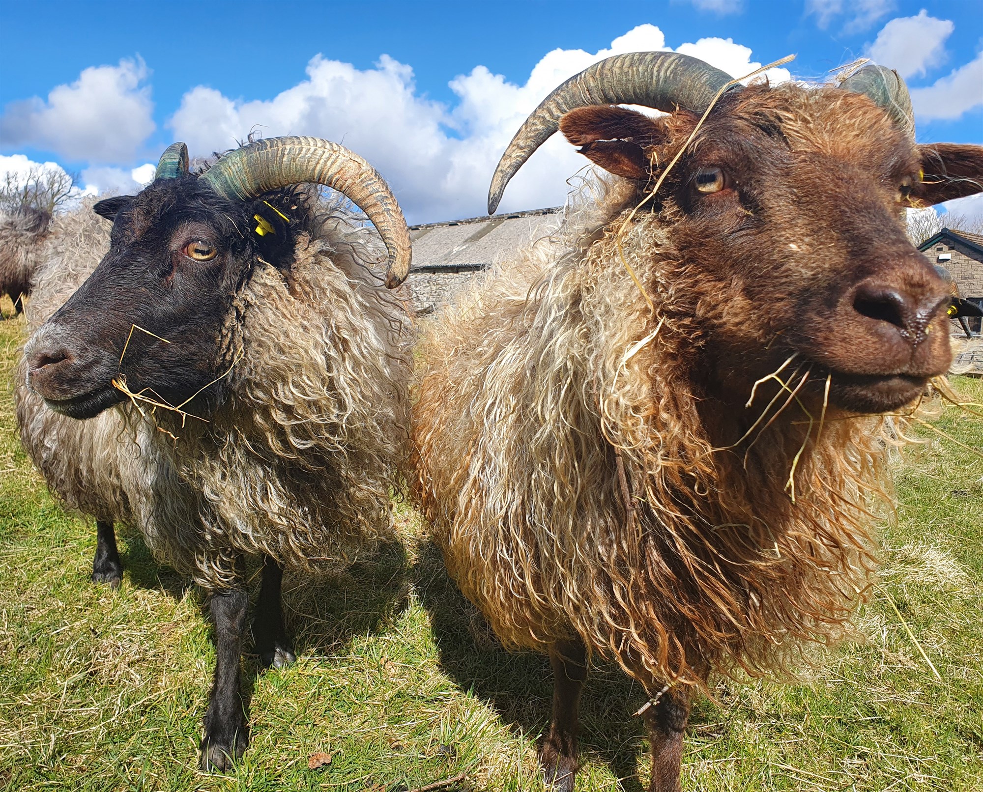 Íslenskt fé boðið upp á fæti í Bretlandi