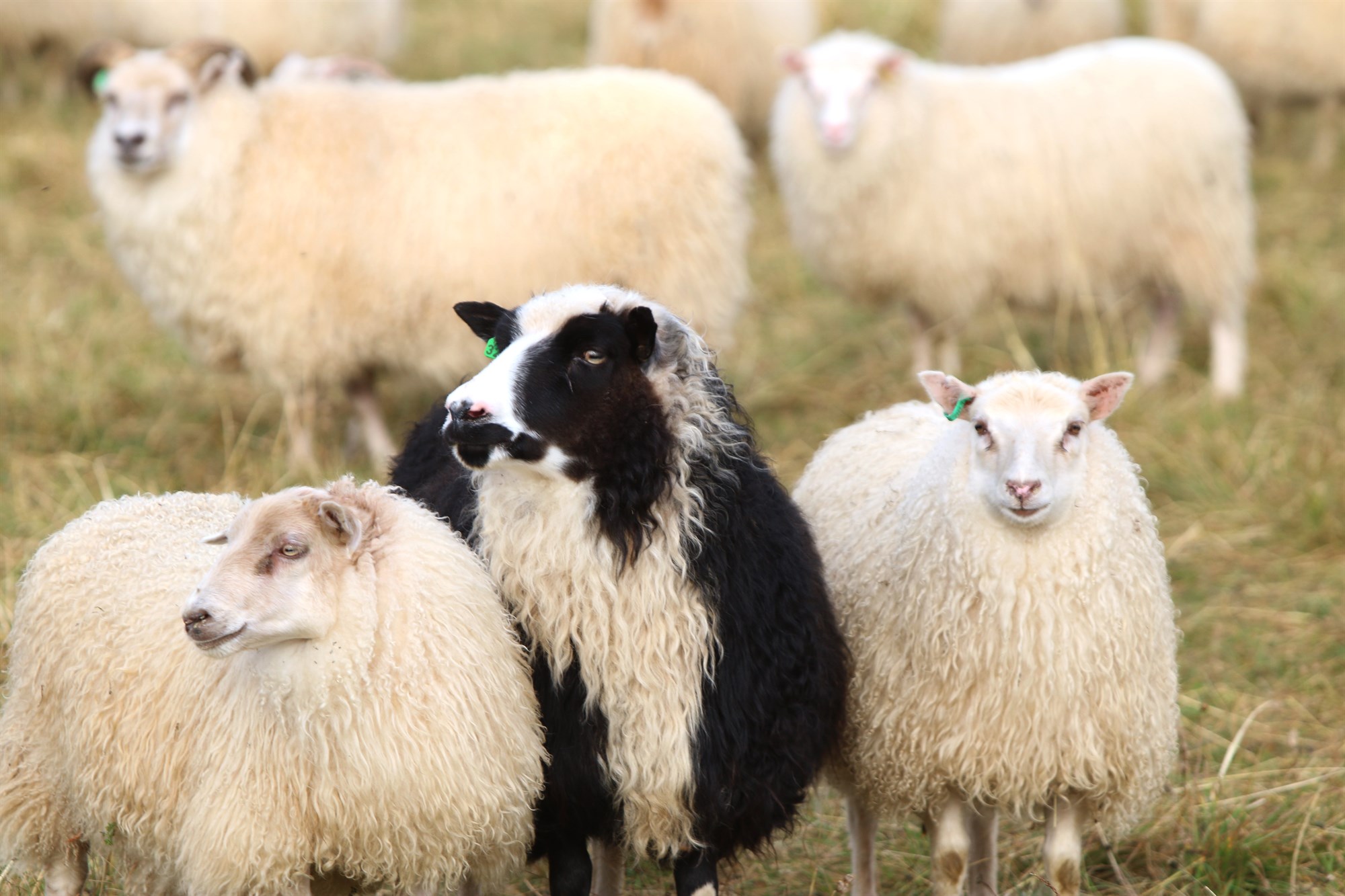 Íslenska ríkinu stefnt í ullargreiðslumálinu