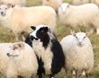 Auglýst eftir umsækjendum um stuðning til söfnunar ullar