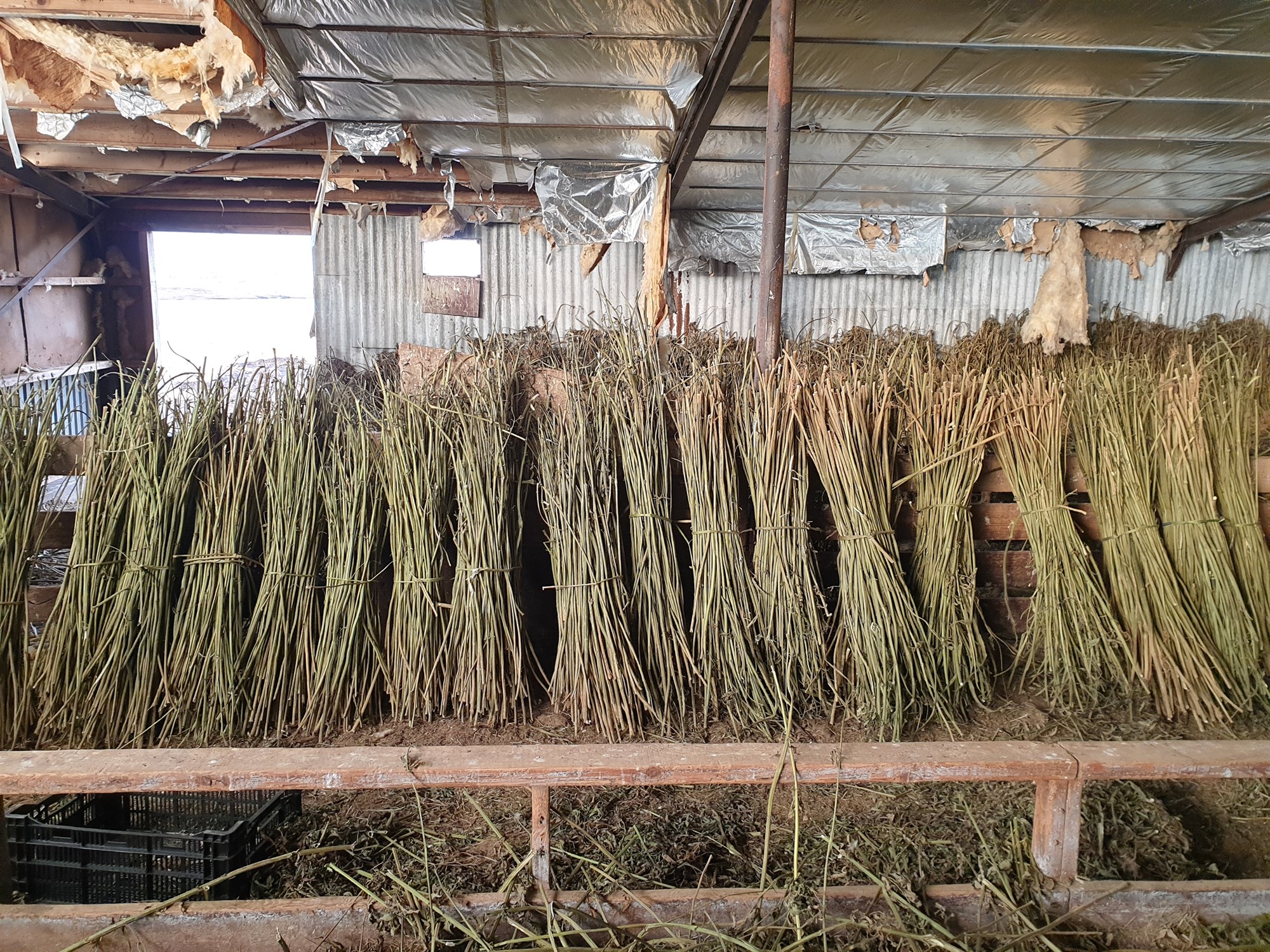 Fimmföldun í ræktun iðnaðarhamps