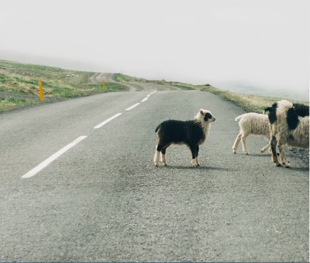 Jarmað, hneggjað, baulað ...