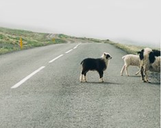 Tillaga um að framlengja gildandi búvörusamninga