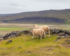 Landbúnaður og umhverfisvernd