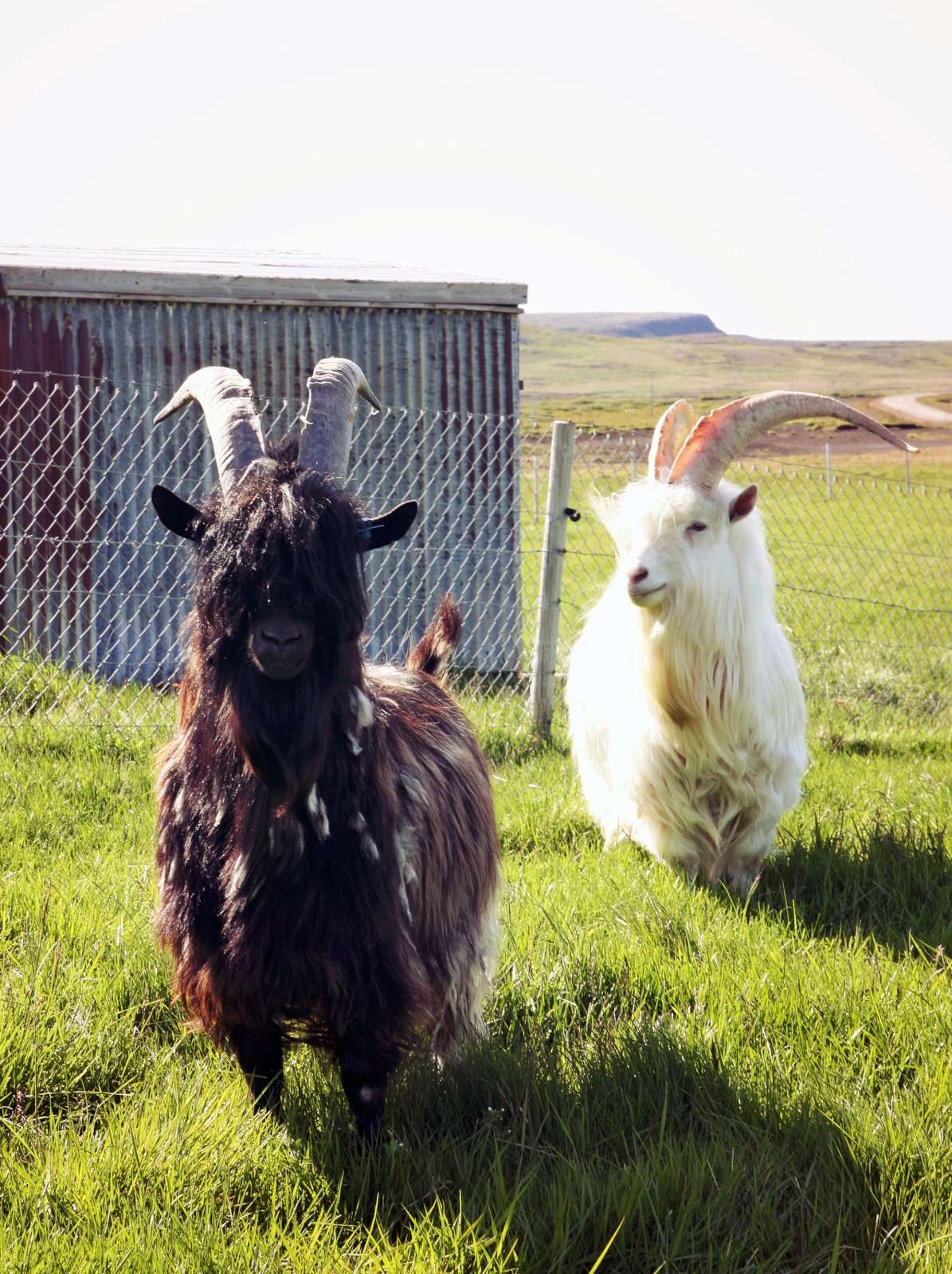 Eitt af hverjum þremur búfjárkynjum í útrýmingarhættu