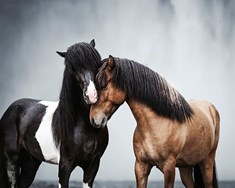 Reiðhestakostir staðfestir í alþjóðlegri rannsókn