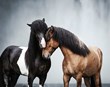 Reiðhestakostir staðfestir í alþjóðlegri rannsókn