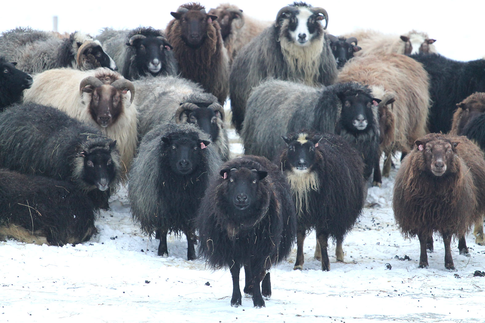 Útrýmum riðuveiki, ræktum 18 verndandi arfgerðir!