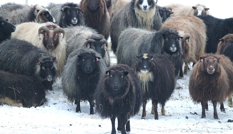 Útrýmum riðuveiki, ræktum 18 verndandi arfgerðir!