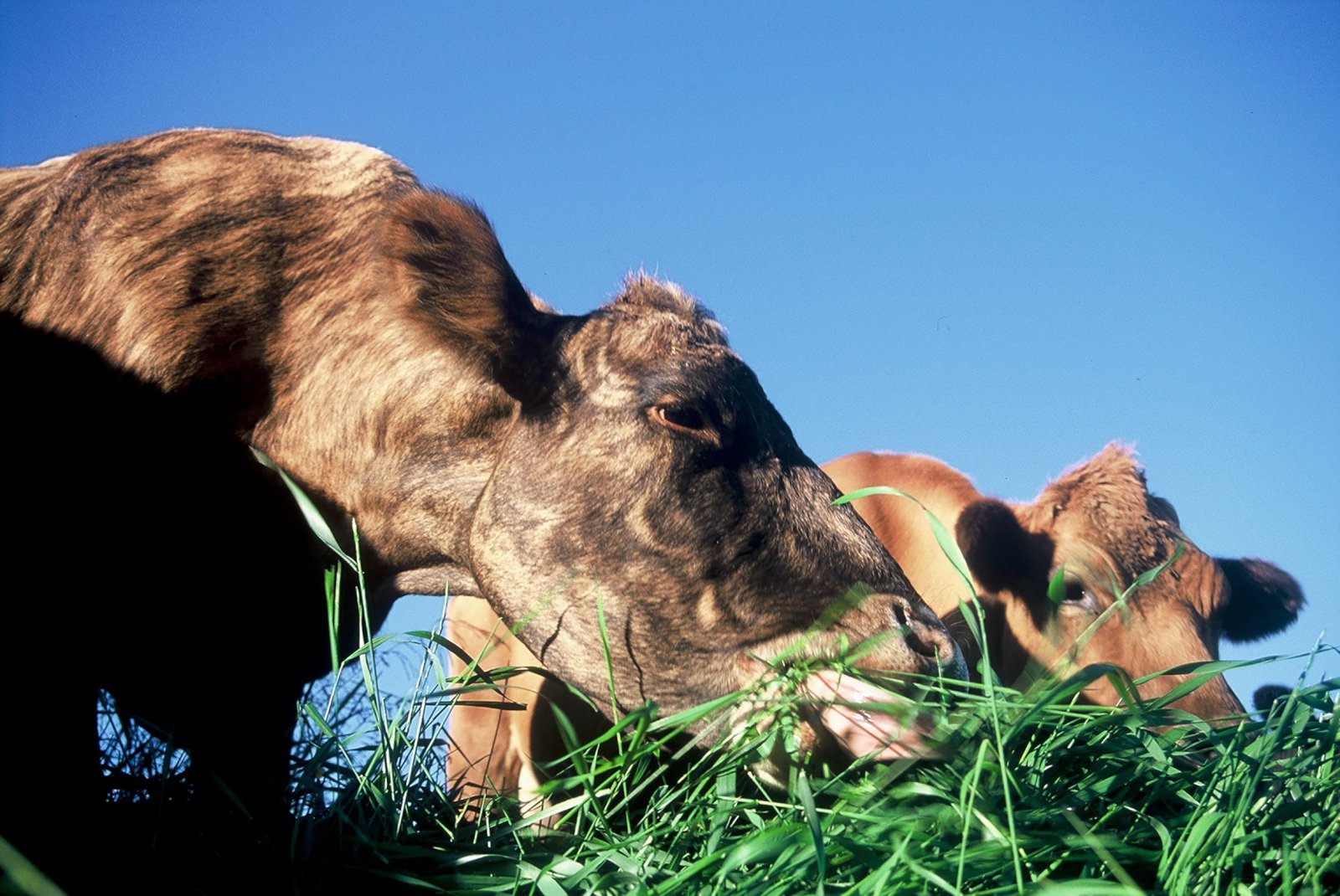 Nautgripir – baulaðu, búkolla