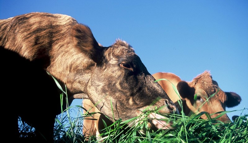 Nautgripir – baulaðu, búkolla